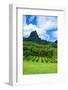 Pineapple Plantation in Bora Bora.-Daniel Garcia Toro-Framed Photographic Print