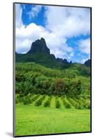 Pineapple Plantation in Bora Bora.-Daniel Garcia Toro-Mounted Photographic Print