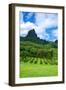 Pineapple Plantation in Bora Bora.-Daniel Garcia Toro-Framed Photographic Print