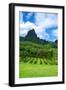 Pineapple Plantation in Bora Bora.-Daniel Garcia Toro-Framed Photographic Print