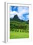 Pineapple Plantation in Bora Bora.-Daniel Garcia Toro-Framed Photographic Print