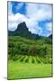 Pineapple Plantation in Bora Bora.-Daniel Garcia Toro-Mounted Photographic Print