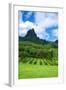 Pineapple Plantation in Bora Bora.-Daniel Garcia Toro-Framed Photographic Print