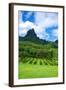 Pineapple Plantation in Bora Bora.-Daniel Garcia Toro-Framed Photographic Print