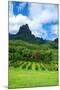 Pineapple Plantation in Bora Bora.-Daniel Garcia Toro-Mounted Photographic Print