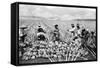 Pineapple Plantation in Hawaii Photograph - Hawaii-Lantern Press-Framed Stretched Canvas