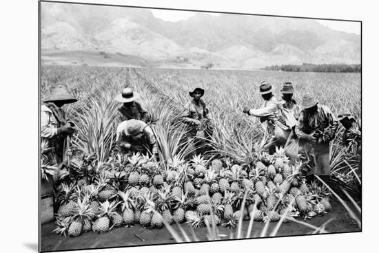 Pineapple Plantation in Hawaii Photograph - Hawaii-Lantern Press-Mounted Art Print