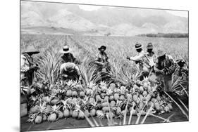 Pineapple Plantation in Hawaii Photograph - Hawaii-Lantern Press-Mounted Art Print