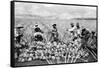 Pineapple Plantation in Hawaii Photograph - Hawaii-Lantern Press-Framed Stretched Canvas