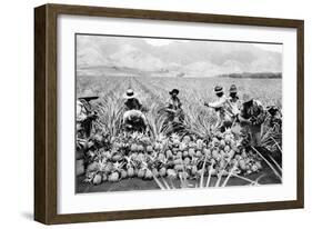 Pineapple Plantation in Hawaii Photograph - Hawaii-Lantern Press-Framed Art Print