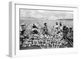 Pineapple Plantation in Hawaii Photograph - Hawaii-Lantern Press-Framed Art Print