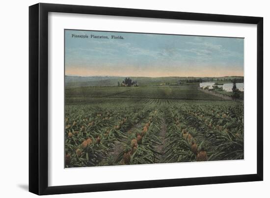 Pineapple Plantation Ready for Harvest in Florida - Florida-Lantern Press-Framed Art Print