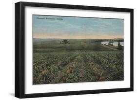 Pineapple Plantation Ready for Harvest in Florida - Florida-Lantern Press-Framed Art Print