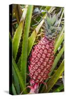 Pineapple Plants Dole Plantation, Wahiawa, Oahu, Hawaii-Michael DeFreitas-Stretched Canvas