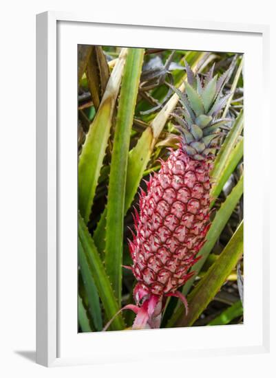 Pineapple Plants Dole Plantation, Wahiawa, Oahu, Hawaii-Michael DeFreitas-Framed Photographic Print