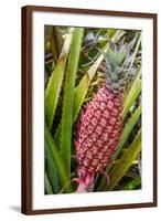 Pineapple Plants Dole Plantation, Wahiawa, Oahu, Hawaii-Michael DeFreitas-Framed Photographic Print