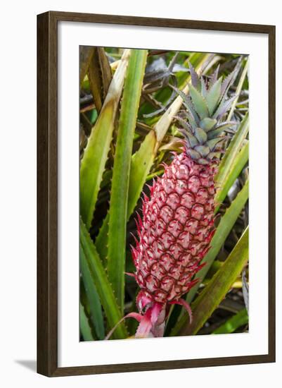 Pineapple Plants Dole Plantation, Wahiawa, Oahu, Hawaii-Michael DeFreitas-Framed Photographic Print