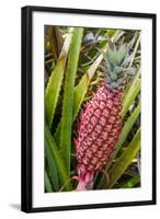 Pineapple Plants Dole Plantation, Wahiawa, Oahu, Hawaii-Michael DeFreitas-Framed Photographic Print