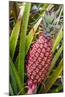 Pineapple Plants Dole Plantation, Wahiawa, Oahu, Hawaii-Michael DeFreitas-Mounted Photographic Print