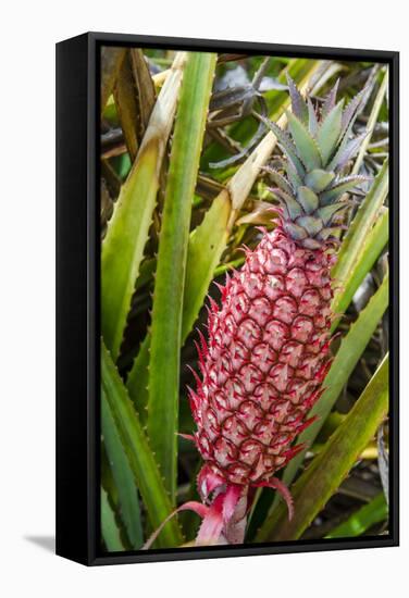 Pineapple Plants Dole Plantation, Wahiawa, Oahu, Hawaii-Michael DeFreitas-Framed Stretched Canvas