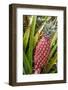 Pineapple Plants Dole Plantation, Wahiawa, Oahu, Hawaii-Michael DeFreitas-Framed Photographic Print