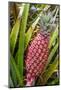 Pineapple Plants Dole Plantation, Wahiawa, Oahu, Hawaii-Michael DeFreitas-Mounted Photographic Print