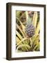 Pineapple Plants Dole Plantation, Wahiawa, Oahu, Hawaii-Michael DeFreitas-Framed Photographic Print