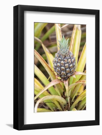 Pineapple Plants Dole Plantation, Wahiawa, Oahu, Hawaii-Michael DeFreitas-Framed Photographic Print