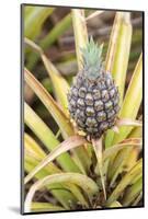 Pineapple Plants Dole Plantation, Wahiawa, Oahu, Hawaii-Michael DeFreitas-Mounted Photographic Print