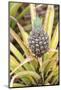 Pineapple Plants Dole Plantation, Wahiawa, Oahu, Hawaii-Michael DeFreitas-Mounted Photographic Print