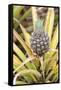 Pineapple Plants Dole Plantation, Wahiawa, Oahu, Hawaii-Michael DeFreitas-Framed Stretched Canvas