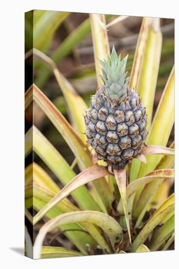 Pineapple Plants Dole Plantation, Wahiawa, Oahu, Hawaii-Michael DeFreitas-Stretched Canvas