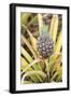 Pineapple Plants Dole Plantation, Wahiawa, Oahu, Hawaii-Michael DeFreitas-Framed Photographic Print