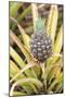 Pineapple Plants Dole Plantation, Wahiawa, Oahu, Hawaii-Michael DeFreitas-Mounted Photographic Print