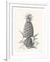 Pineapple - Portrayal-Hilary Armstrong-Framed Limited Edition