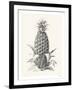 Pineapple - Portrayal-Hilary Armstrong-Framed Limited Edition