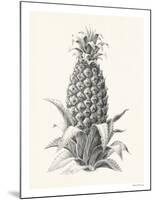 Pineapple - Portrayal-Hilary Armstrong-Mounted Limited Edition