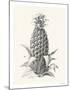 Pineapple - Portrayal-Hilary Armstrong-Mounted Limited Edition