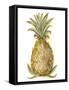 Pineapple Sketch I-Ethan Harper-Framed Stretched Canvas