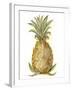 Pineapple Sketch I-Ethan Harper-Framed Art Print