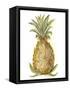 Pineapple Sketch I-Ethan Harper-Framed Stretched Canvas