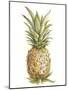 Pineapple Sketch II-Ethan Harper-Mounted Art Print