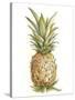 Pineapple Sketch II-Ethan Harper-Stretched Canvas