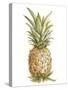 Pineapple Sketch II-Ethan Harper-Stretched Canvas