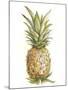 Pineapple Sketch II-Ethan Harper-Mounted Art Print