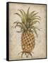 Pineapple Study II-Tim OToole-Framed Stretched Canvas