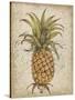 Pineapple Study II-Tim OToole-Stretched Canvas