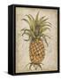 Pineapple Study II-Tim OToole-Framed Stretched Canvas