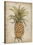 Pineapple Study II-Tim OToole-Stretched Canvas
