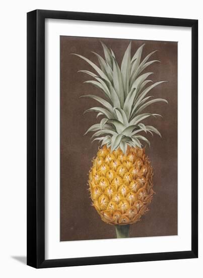 Pineapple-null-Framed Giclee Print